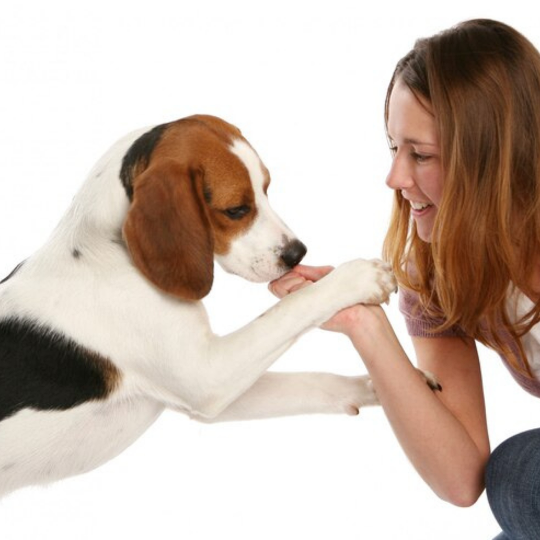 Bacon Grain-Free Dog Biscuits: Protein-Rich & Breath-Freshen