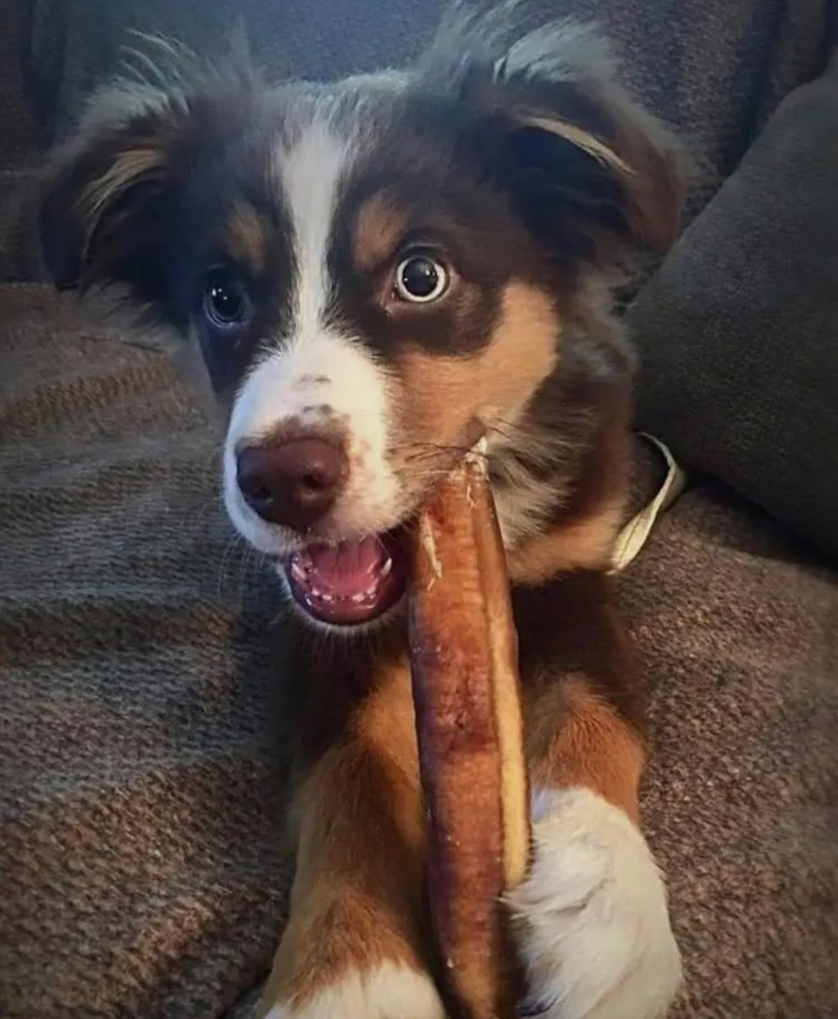 6" Low Odour Bully Sticks - 4 pack