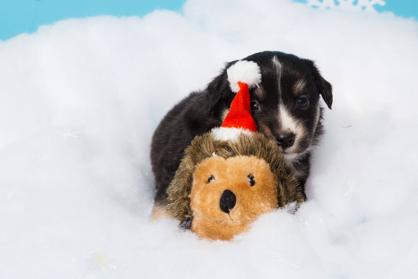 Holiday Hedgehog - Christmas Dog Toy: Large