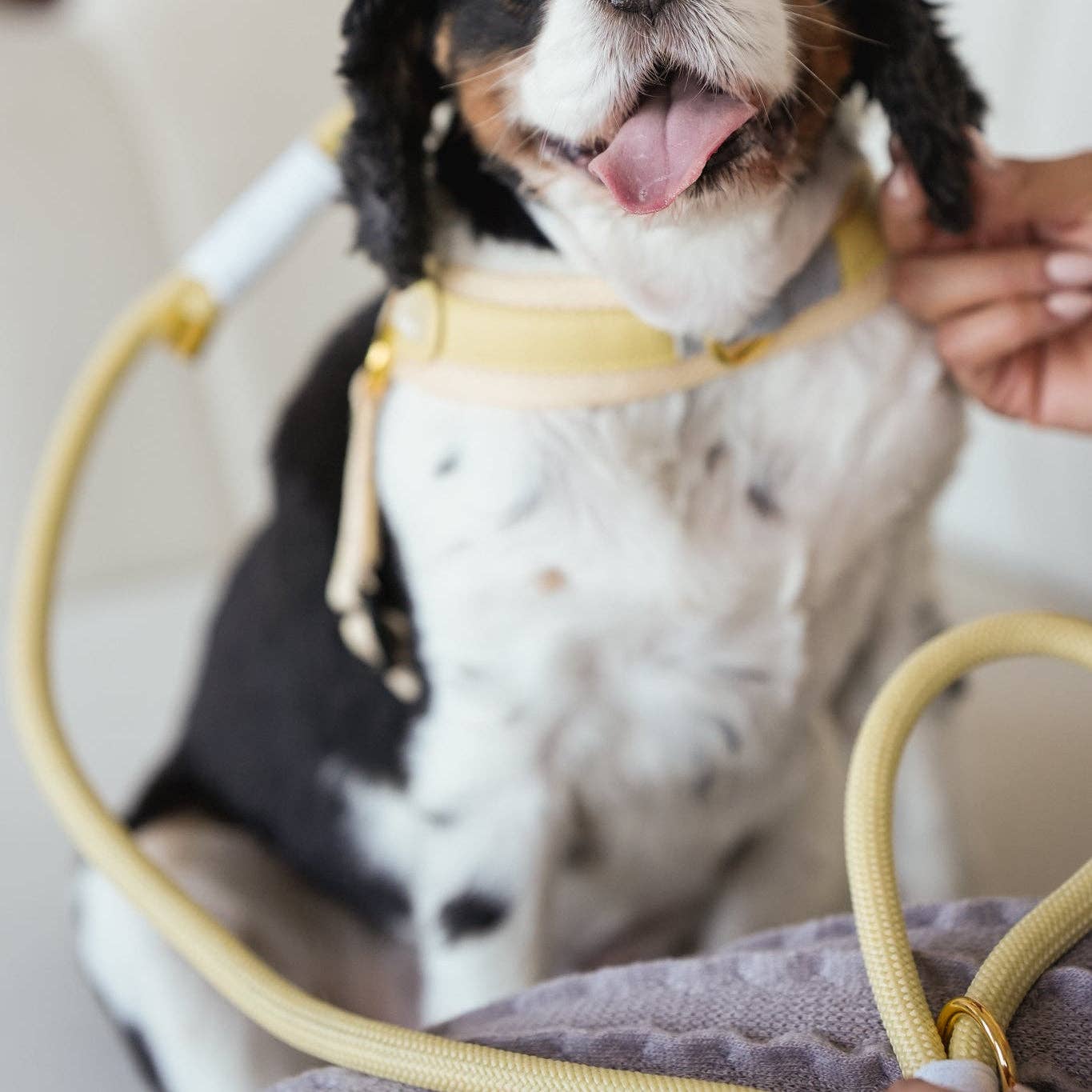 BRAIDED ROPE LEASH - BUTTER YELLOW