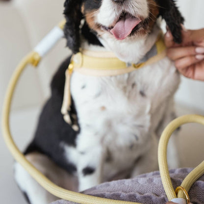 BRAIDED ROPE LEASH - BUTTER YELLOW