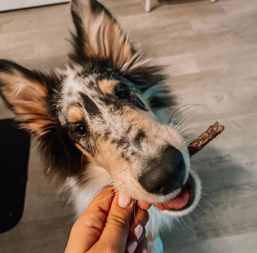 Canadian Bacon Miniwags Treats For Dogs 100g/3.53oz