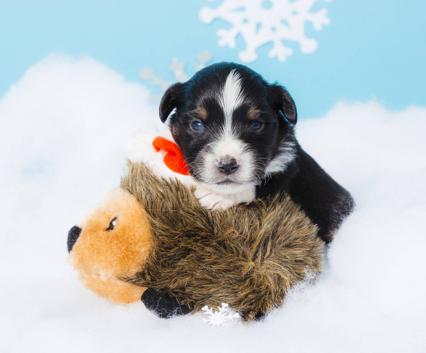 Holiday Hedgehog - Christmas Dog Toy: Large