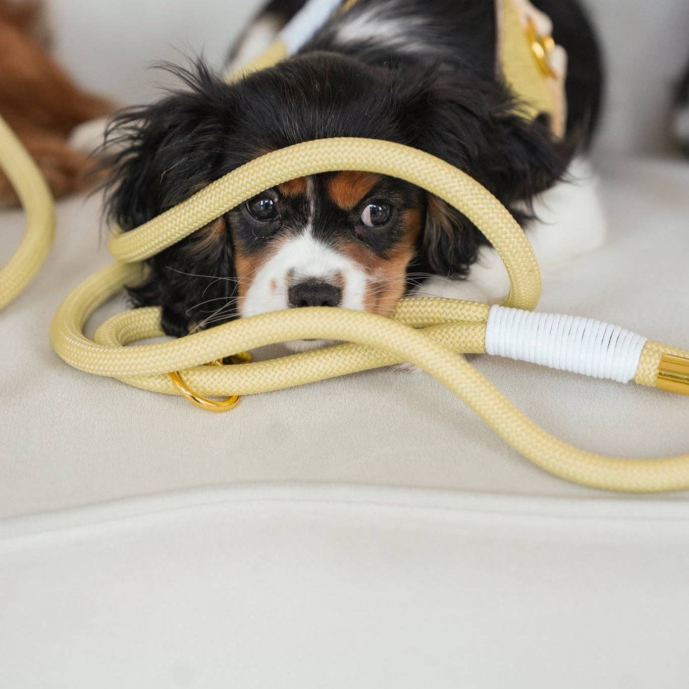 BRAIDED ROPE LEASH - BUTTER YELLOW